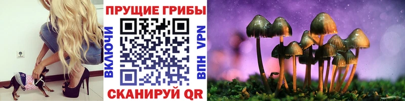Галлюциногенные грибы Psilocybe  Ковдор 